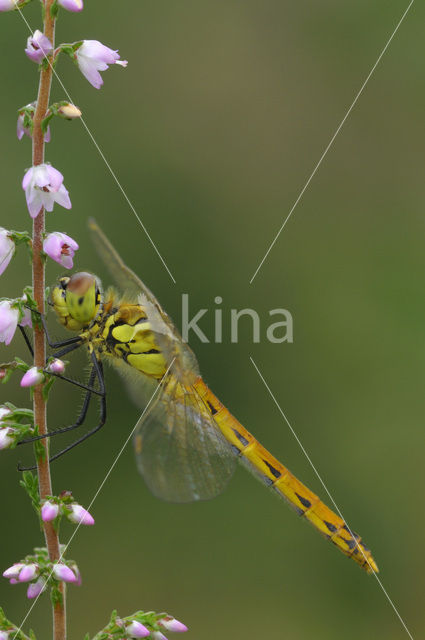 Kempense heidelibel (Sympetrum depressiusculum)