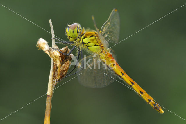 Eurasian red dragonfly (Sympetrum depressiusculum)