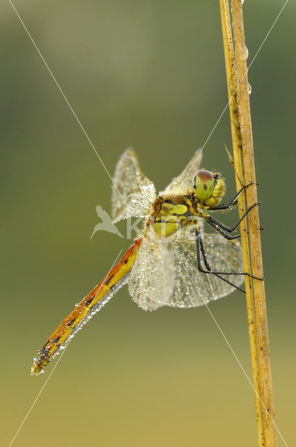 Eurasian red dragonfly (Sympetrum depressiusculum)