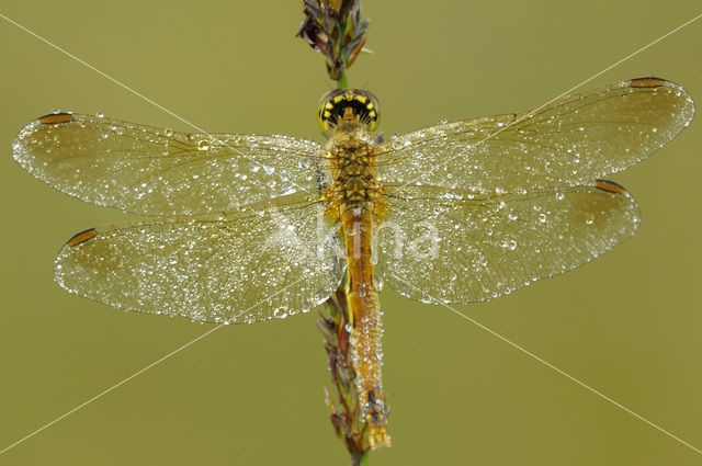 Eurasian red dragonfly (Sympetrum depressiusculum)