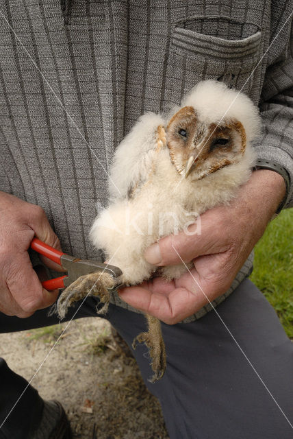 Kerkuil (Tyto alba)