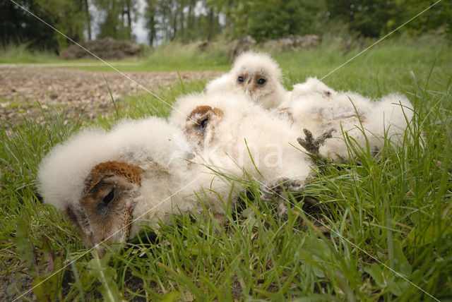 Barn Owl (Tyto alba)