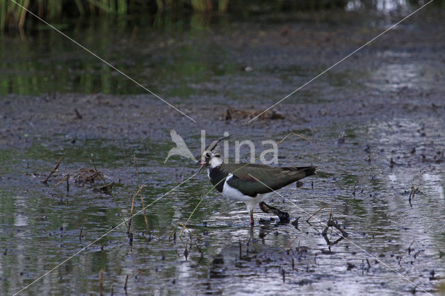 Lapwing (Vanellus vanellus)