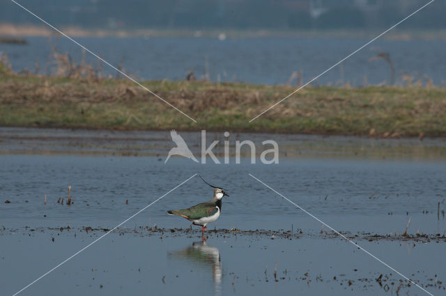 Lapwing (Vanellus vanellus)