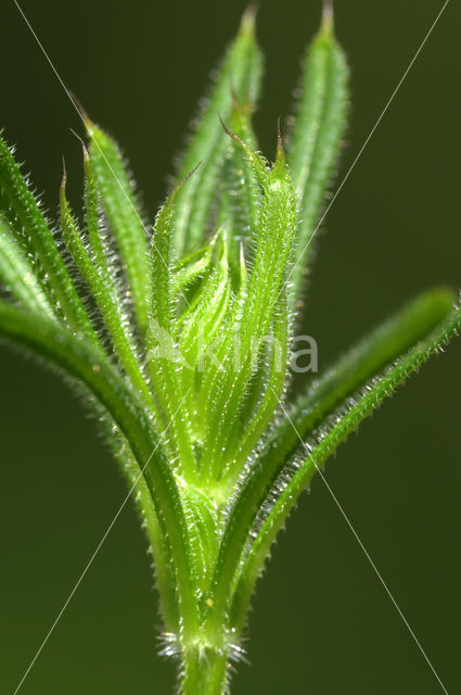 Cleavers (Galium aparine)