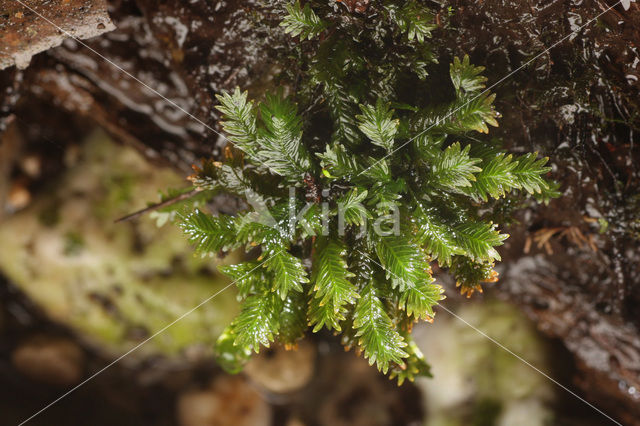 Common Pocket-moss (Fissidens taxifolius)