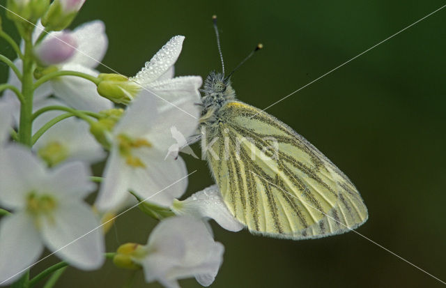 Klein geaderd witje (Pieris napi)