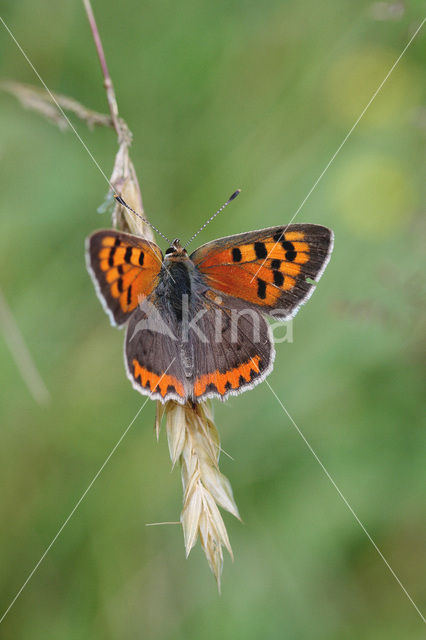 Kleine vuurvlinder (Lycaena phlaeas)