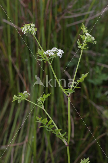 Lesser Waterparsnip