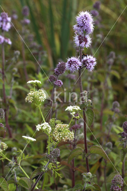 Kleine watereppe (Berula erecta)