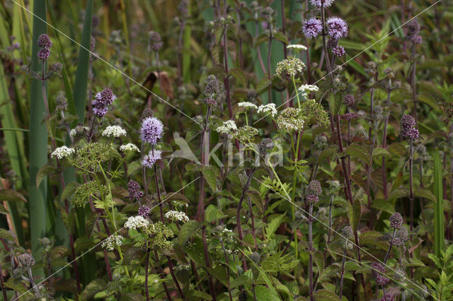 Kleine watereppe (Berula erecta)