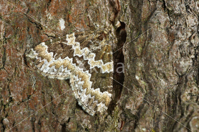 Kleine wortelhoutspanner (Electrophaes corylata)