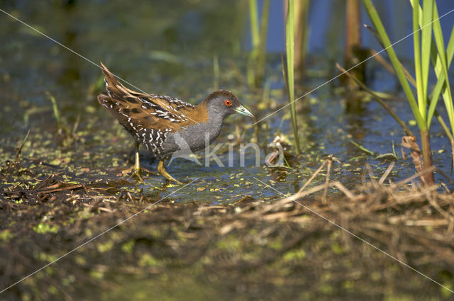 Kleinst Waterhoen (Porzana pusilla)