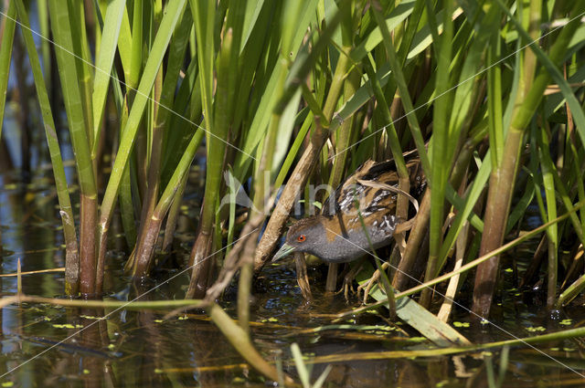 Kleinst Waterhoen (Porzana pusilla)