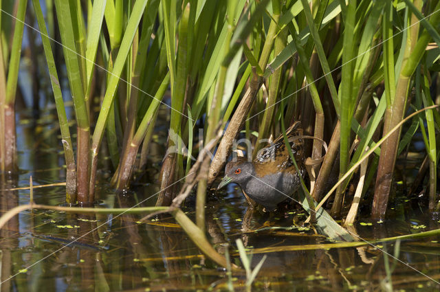 Kleinst Waterhoen (Porzana pusilla)