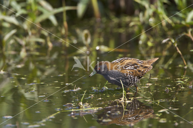 Kleinst Waterhoen (Porzana pusilla)