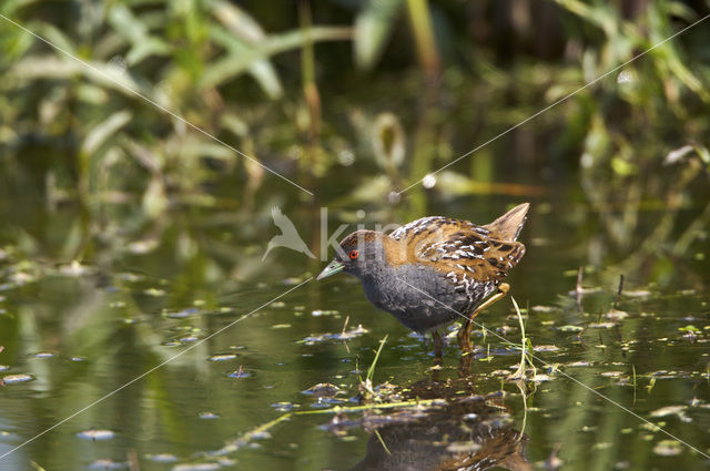 Kleinst Waterhoen (Porzana pusilla)