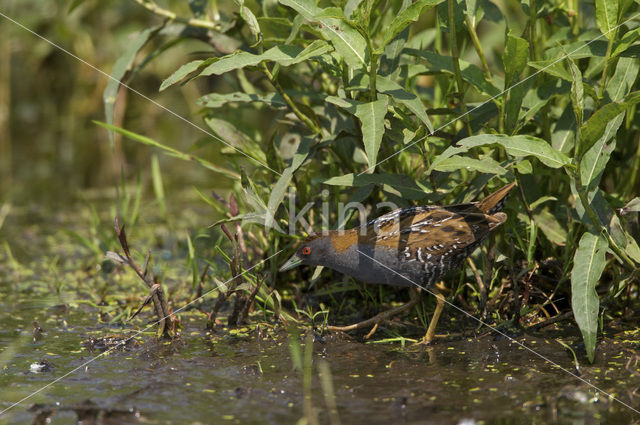 Kleinst Waterhoen (Porzana pusilla)