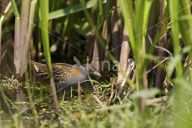 Kleinst Waterhoen (Porzana pusilla)