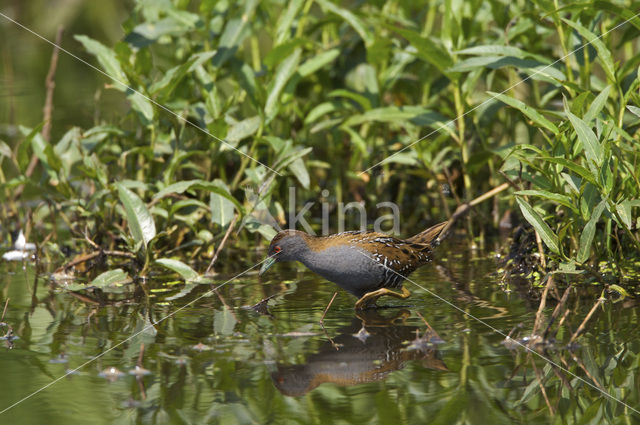 Kleinst Waterhoen (Porzana pusilla)