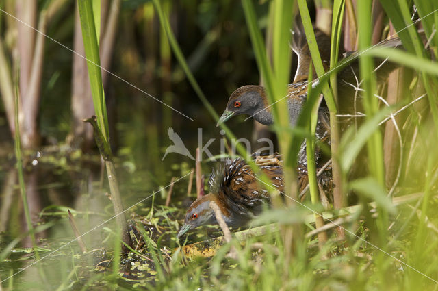 Kleinst Waterhoen (Porzana pusilla)