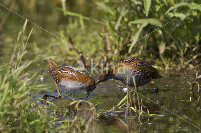 Kleinst Waterhoen (Porzana pusilla)