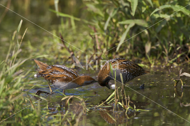 Kleinst Waterhoen (Porzana pusilla)