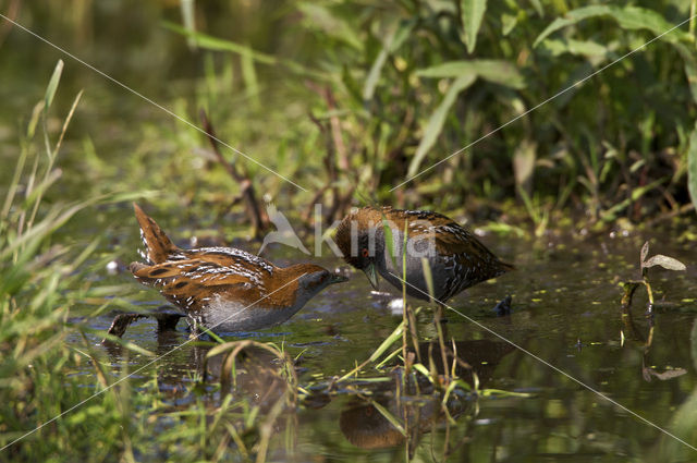 Kleinst Waterhoen (Porzana pusilla)