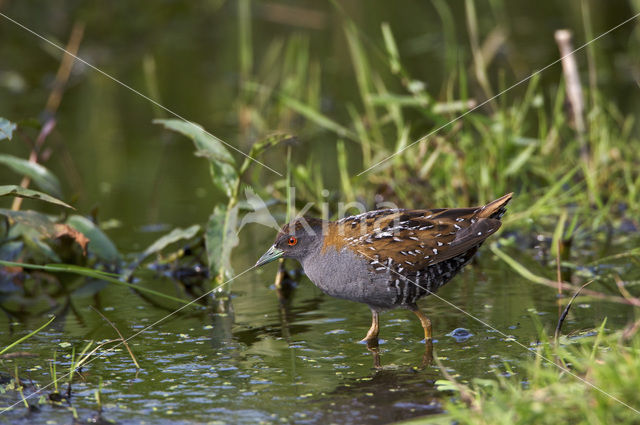 Kleinst Waterhoen (Porzana pusilla)