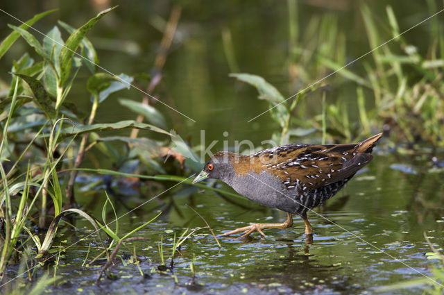 Kleinst Waterhoen (Porzana pusilla)