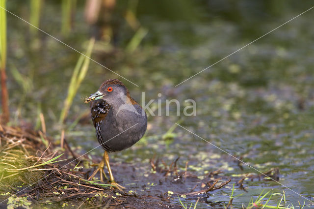 Kleinst Waterhoen (Porzana pusilla)