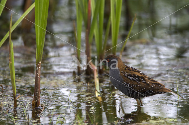 Kleinst Waterhoen (Porzana pusilla)