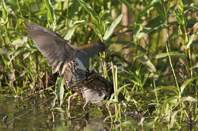 Kleinst Waterhoen (Porzana pusilla)