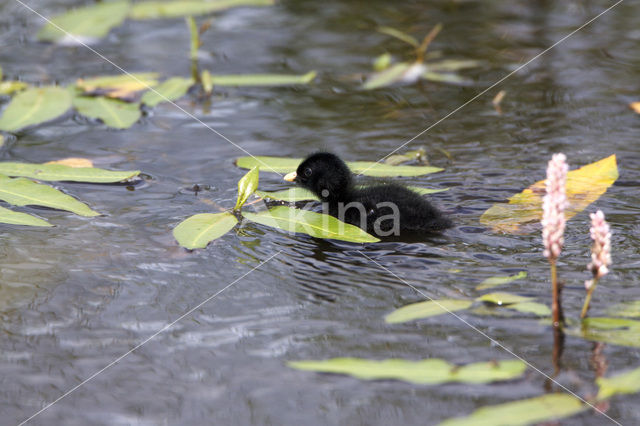 Kleinst Waterhoen (Porzana pusilla)