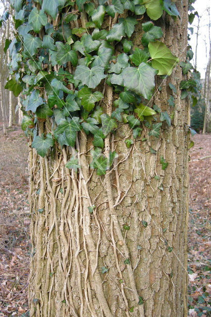 Common ivy (Hedera helix)