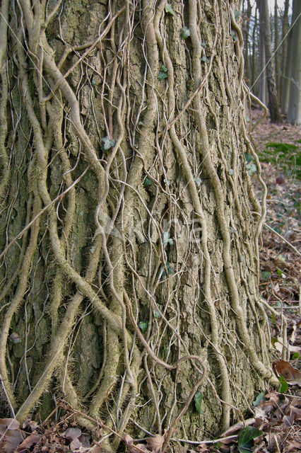 Common ivy (Hedera helix)