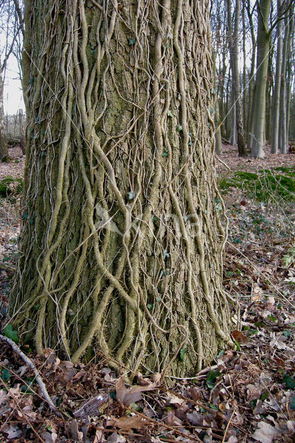 Klimop (Hedera helix)