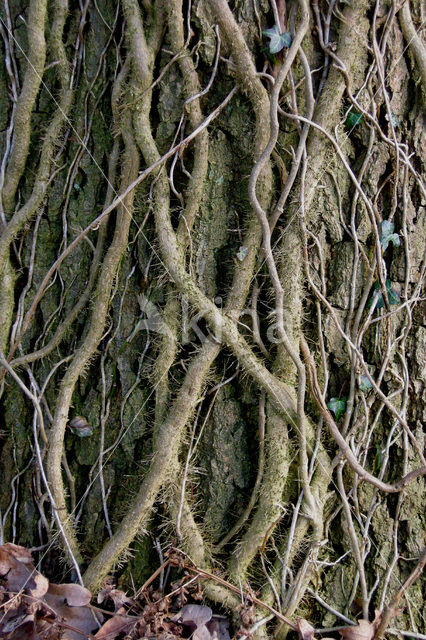 Klimop (Hedera helix)