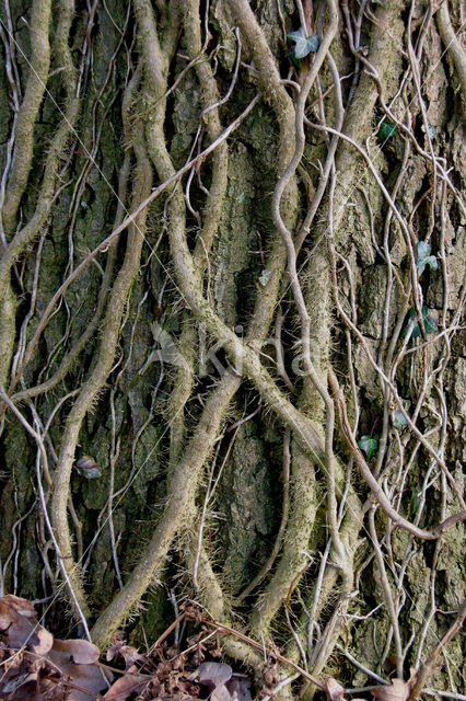 Common ivy (Hedera helix)