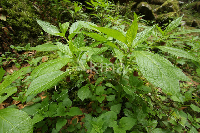 Klokbilzenkruid (Scopolia carniolica)