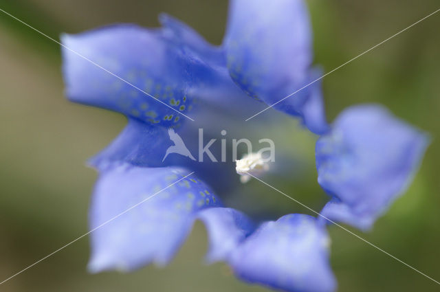 Marsh Gentian (Gentiana pneumonanthe)