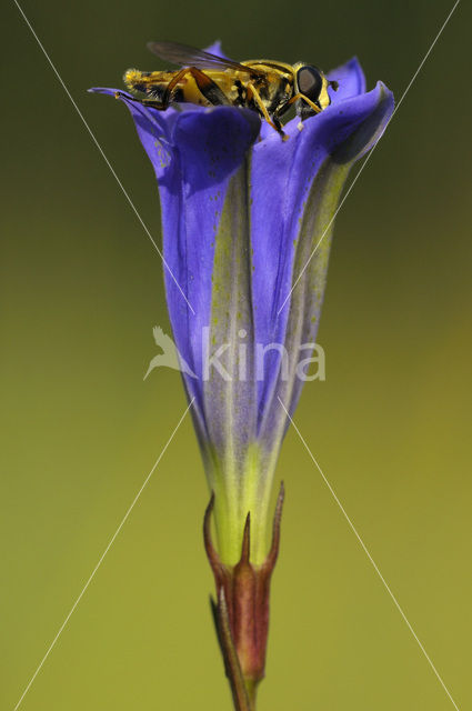 Marsh Gentian (Gentiana pneumonanthe)