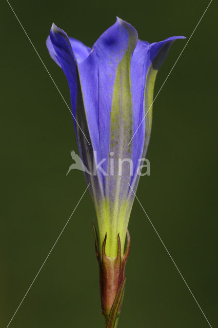 Marsh Gentian (Gentiana pneumonanthe)