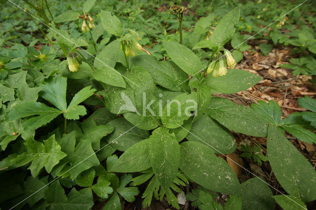 Tuberous Comfrey (Symphytum tuberosum)