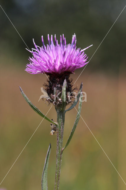 Brown Knapweed (Centaurea jacea)