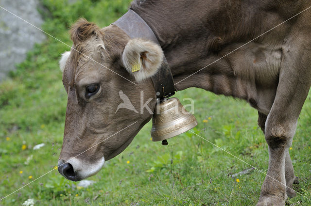 Cow (Bos domesticus)