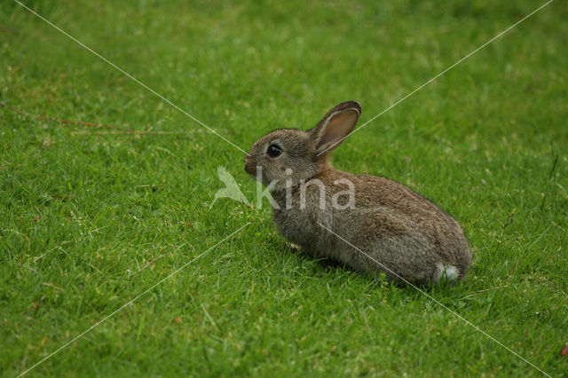 Rabbit (Oryctolagus cuniculus)