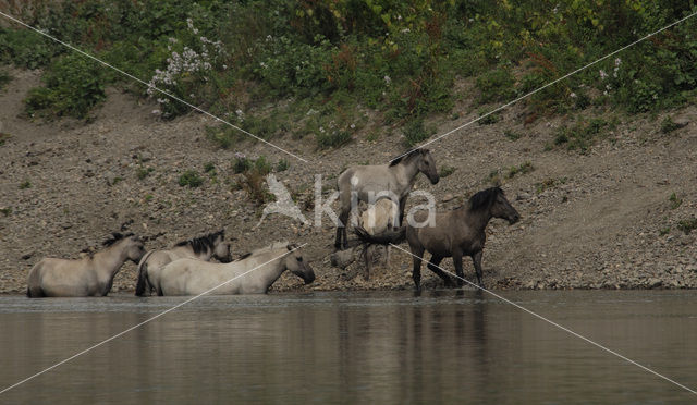Konik horse  (Equus spp)