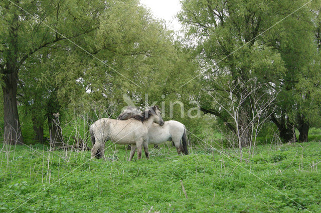 Konik horse (Equus spp)