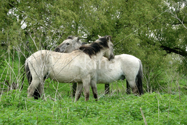 Konik horse (Equus spp)